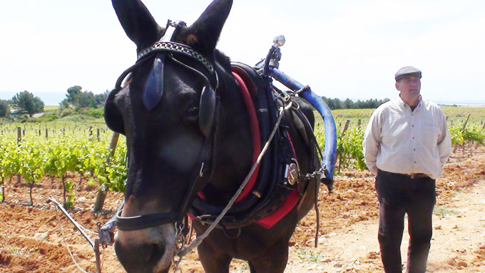 La Clape secrète en Languedoc