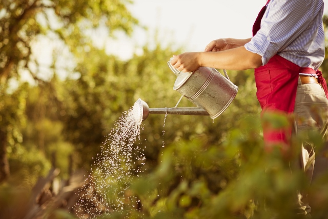 Jardinier qui arrose son potager avec son arrosoir