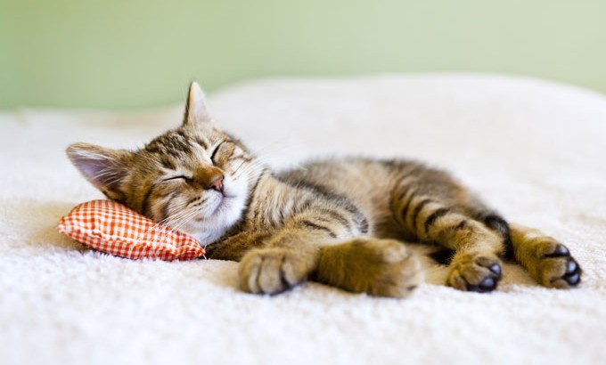Des siestes pour mieux dormir le soir