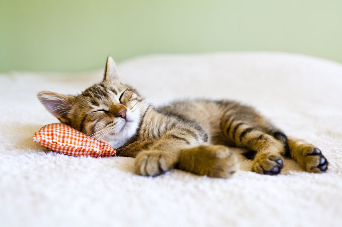 Un chat qui dort sur un lit