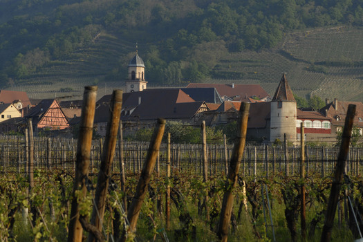 Route des vins : découvrez la Haute-Alsace