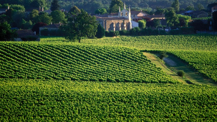 Vignobles bordelais : la route du vin mythique de Bordeaux