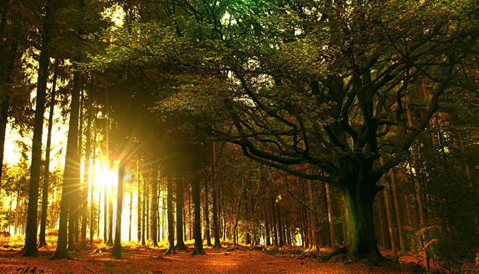 Bretagne, à la découverte de la légendaire forêt de Brocéliande